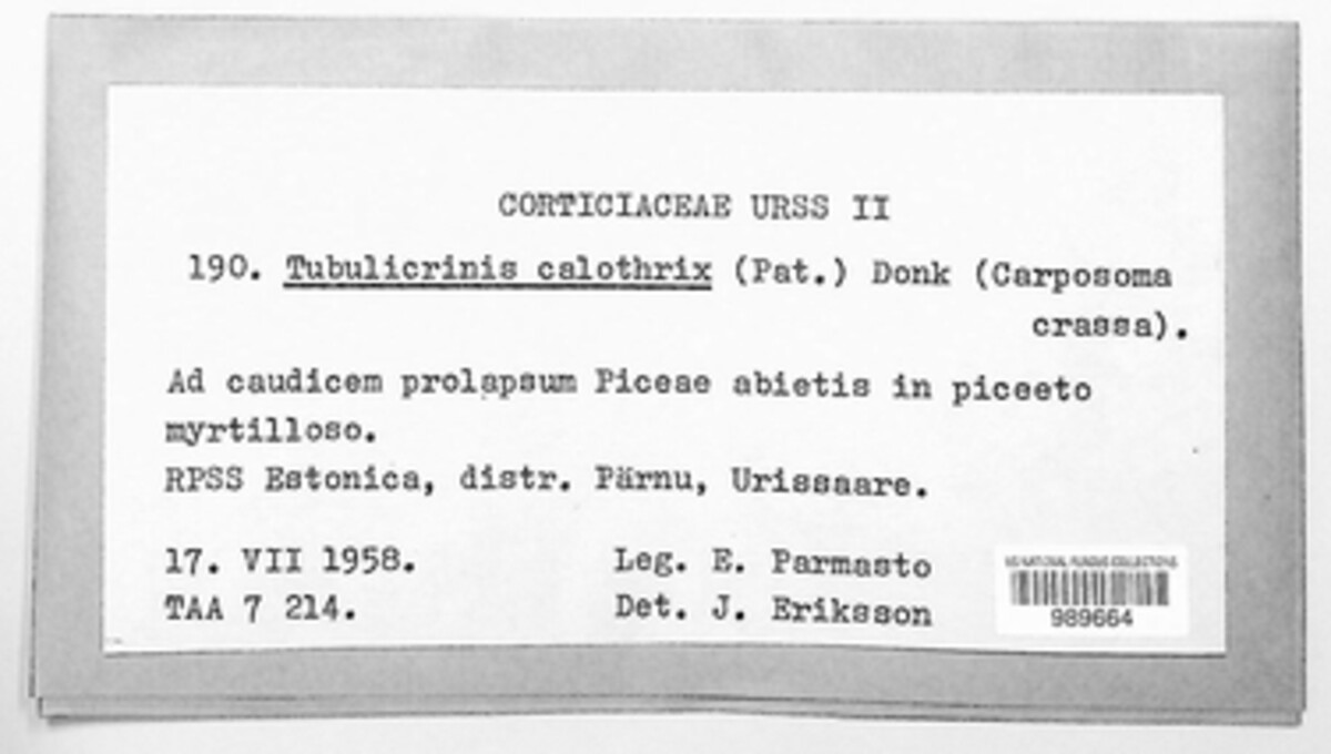Tubulicrinis calothrix image